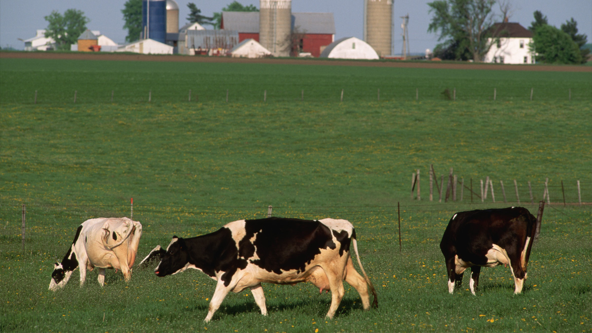 Cows grazing in a field